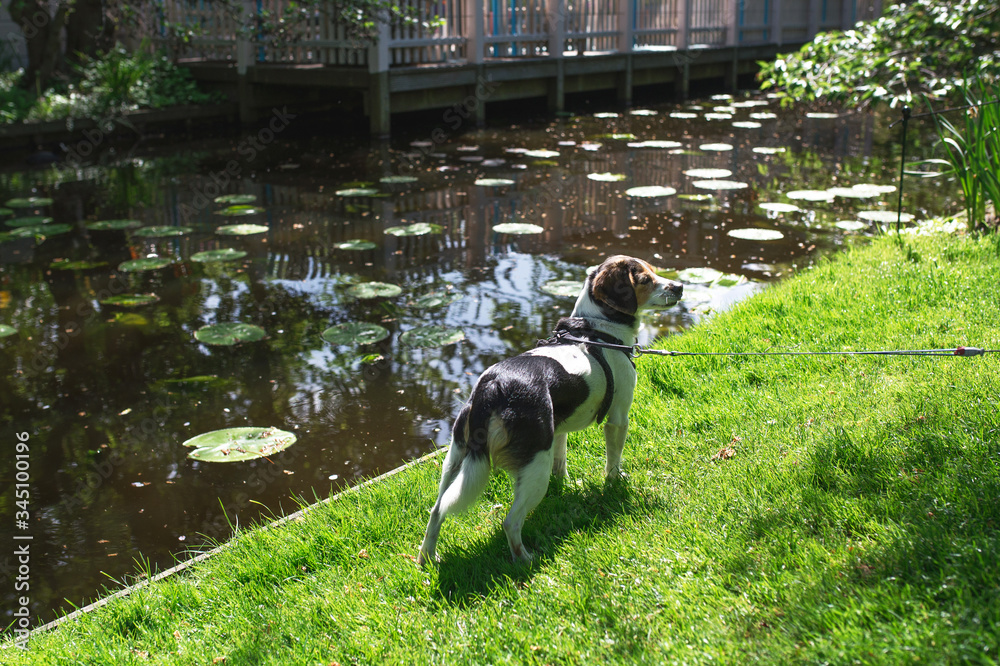 Funny adorable hound dog (beagle or estonian hound) looking for ducks by the small river with water lilies. Dogs, active, haunting, spring, nature concept