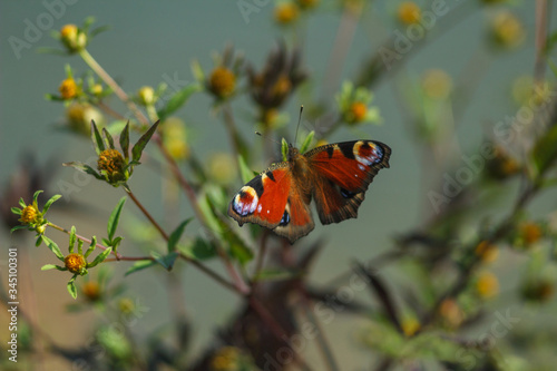 A peacock-eye butterfly sitting on a flower. Blurred background