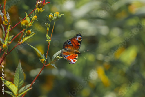 A peacock-eye butterfly sitting on a flower. Blurred background