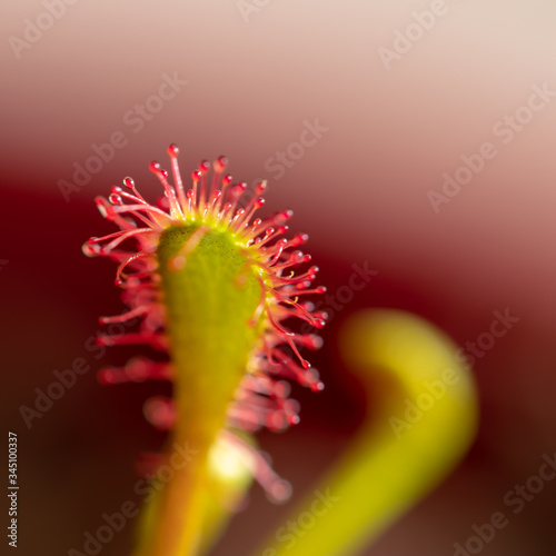 Sonnentau (Drosera), eine fleischfressende Pfalnze in Nahaufnahme  photo