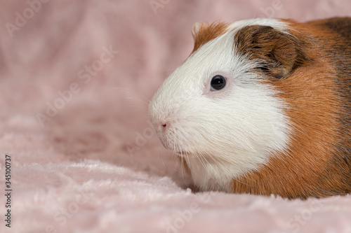 Adorable guinea pig on beautiful pink background