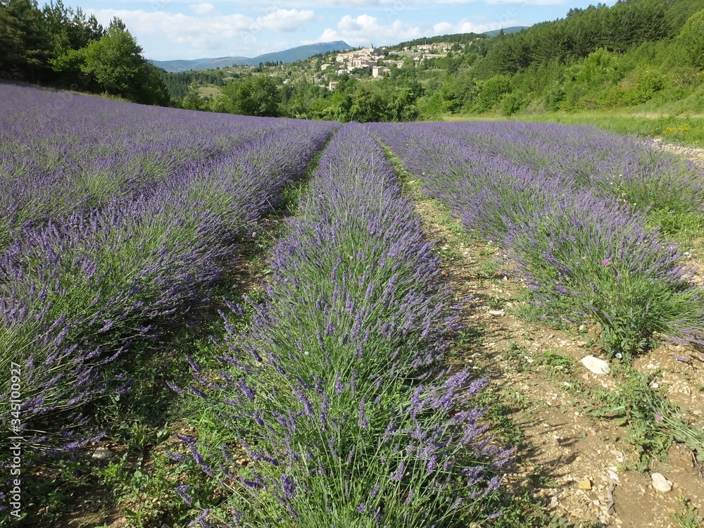 Fototapeta premium lavande Vaucluse
