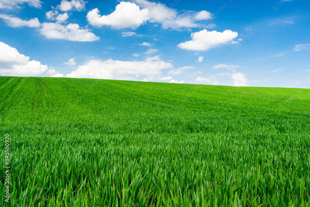 Green Wheat or Grass and Blue Sky with Clouds. Farmland or Countruside Rural  Landscape