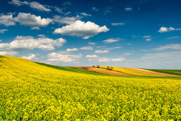 Foto auf Acrylglas Gelb Malerische Landschaft. Blühende Raps- oder Rapsfelder, grüne Reihen und Bäume  © marcin jucha