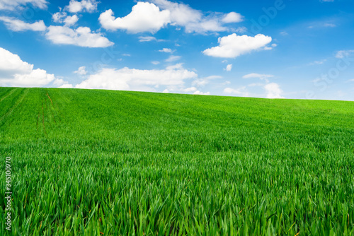 Green Wheat or Grass and Blue Sky with Clouds. Farmland or Countruside Rural Landscape