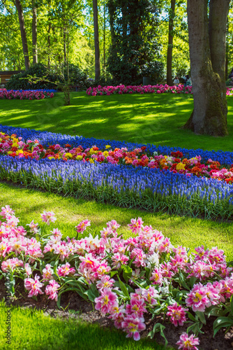 Amazing blooming colorful tulips pattern in the park outdoor. Nature, flowers, spring, gardening concept 