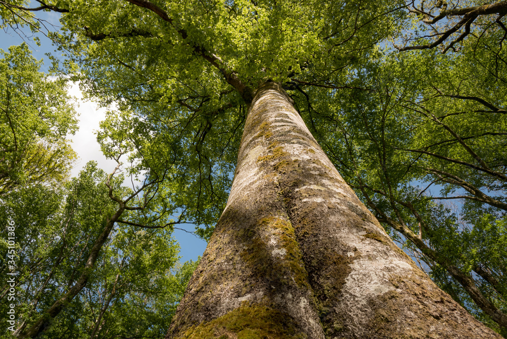 custom made wallpaper toronto digitalBuche, baum, wald, stamm, baumstamm, holz, hoch, mächtig, frühling, neues leben, hoffnung, alt, alter