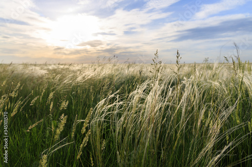 Obraz na płótnie Green juicy grass on a wild field on a background of a beautiful sunset