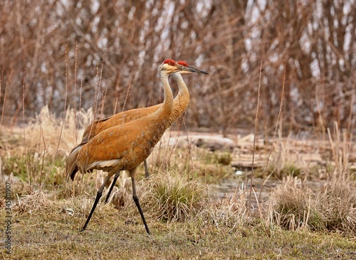 Fotografie Sandhill crane in wet meadow.Natural scene from Wisconsin.