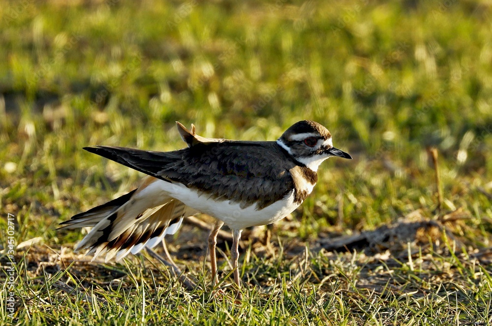 The killdeer on the meadow. Natural scene from Wisconsin, USA
The killdeer on the meadow. Natural scene from Wisconsin, USA
