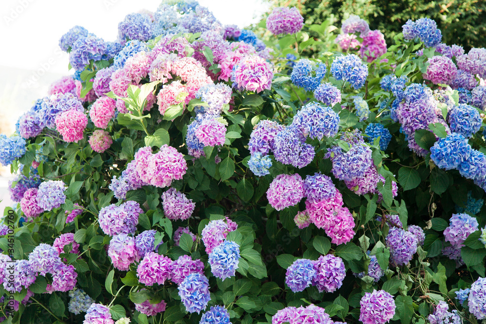 Big bushes of hydrangea. Pink, blue, lilac, violet, purple flowers blooming in spring and summer in town street garden. Big bushes of hydrangea. Pink, blue, lilac, violet, purple flowers blooming in spring and summer in town street garden.