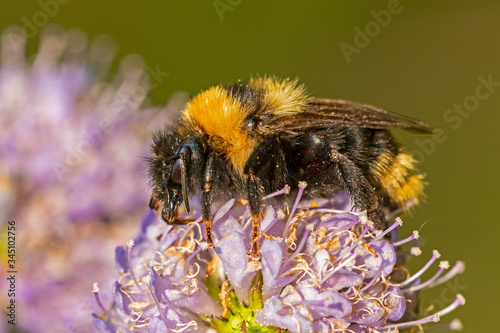 Bumblebee collects nectar on a flower
