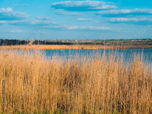 reeds in the water with blue sky