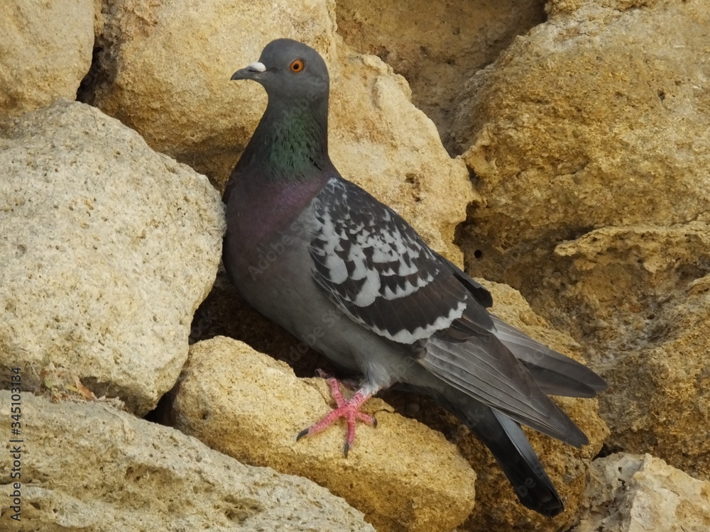 Obraz premium pigeon