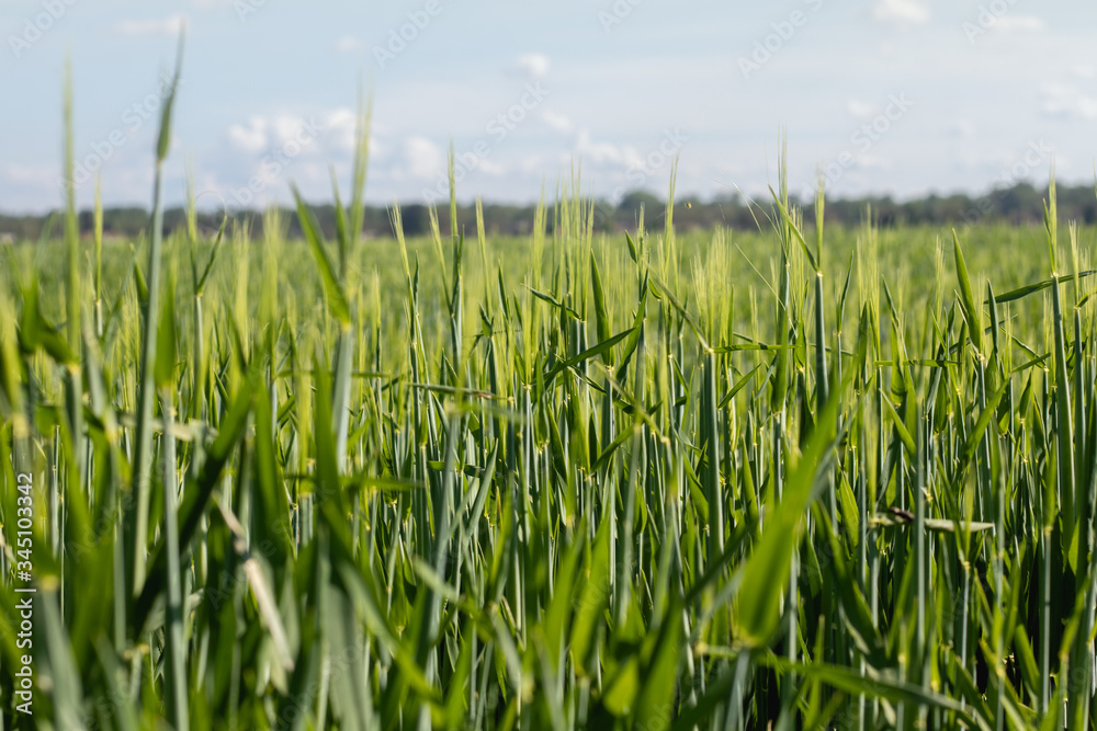 Clouseup green wheat