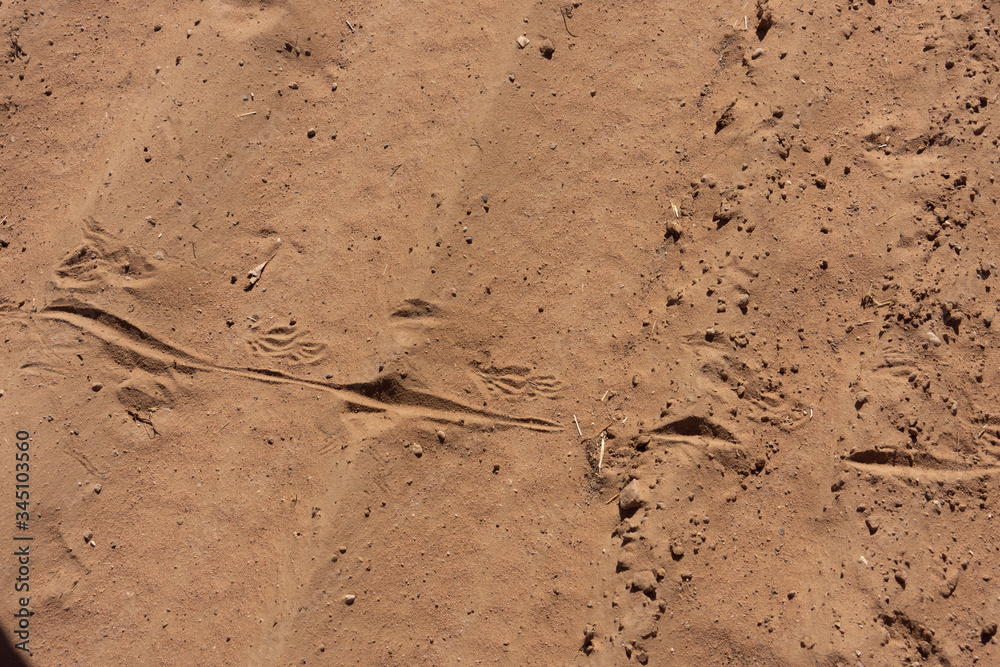 Goanna lizard tracks in deep dust. Goanna lizard tracks in deep dust.