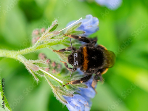 Bumblebee collects nectar on a flower © ihorhvozdetskiy