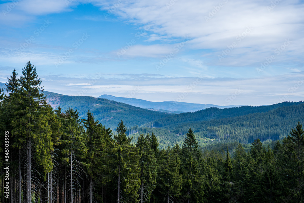 view of beautiful spruce forests in the mountains , czech beskydy