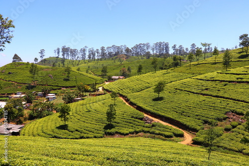 Paysage Plantations de thé Lipton's Seat Haputale Sri Lanka