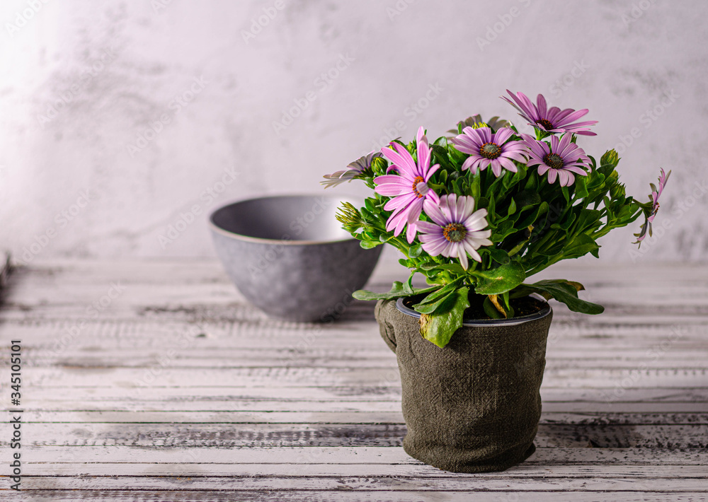 Still life with beauty flower Still life with beauty flower