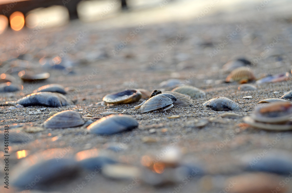 Shells in the sand on the beach in the sunset light, background Shells in the sand on the beach in the sunset light, background