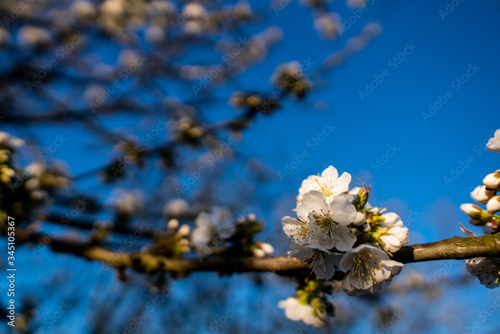 blooming white cherry blossoms in spring blooming white cherry blossoms in spring