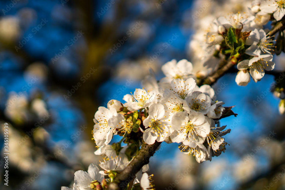 blooming white cherry blossoms in spring blooming white cherry blossoms in spring