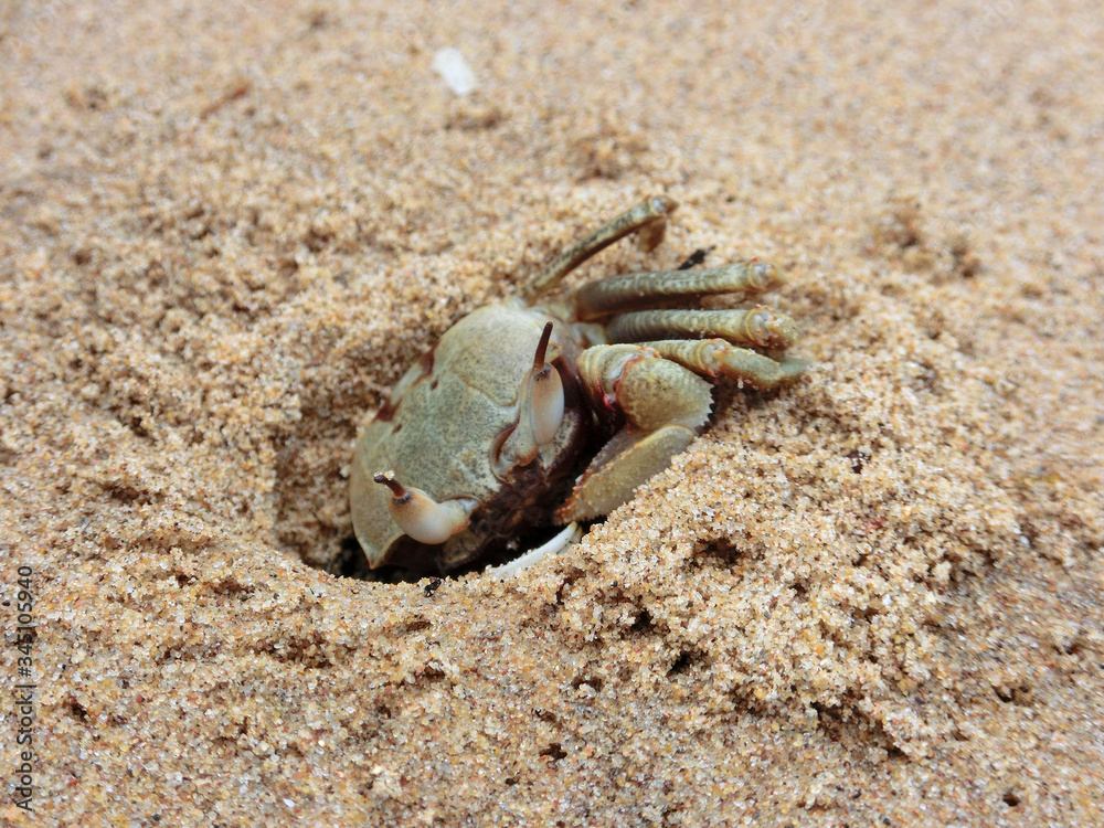Crab is digging a hole in the sand