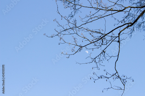 Bare tree branches against the background of the day sky with the moon