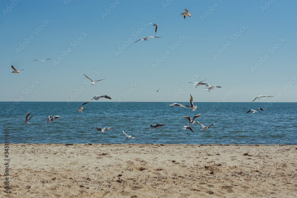 Seagulls / birds / silence / peace / tranquility / harmony / sea / sand / beach / ocean / animals / nature