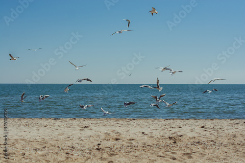 Seagulls   birds   silence   peace   tranquility   harmony   sea   sand   beach   ocean   animals   nature