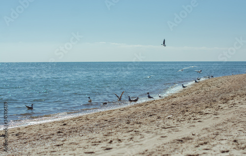 Along the shore Seagulls   birds   silence   peace   tranquility   harmony   sea   sand   beach   ocean   animals   nature