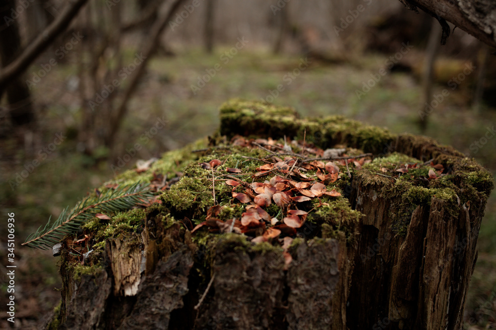 stump old rotten in the forest covered with moss plants close stump old rotten in the forest covered with moss plants close