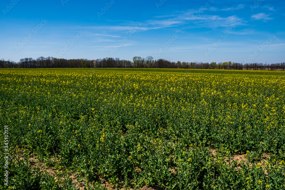 Rapeseed field begins to bloom in early spring, czech Rapeseed field begins to bloom in early spring, czech
