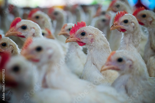 Group of healthy broiler chicken in poultry