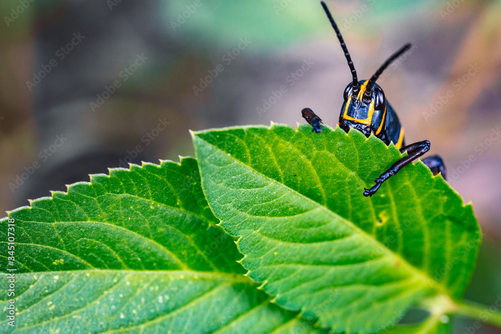 Black grasshopper hiding bashfully behind a leaf Black grasshopper hiding bashfully behind a leaf