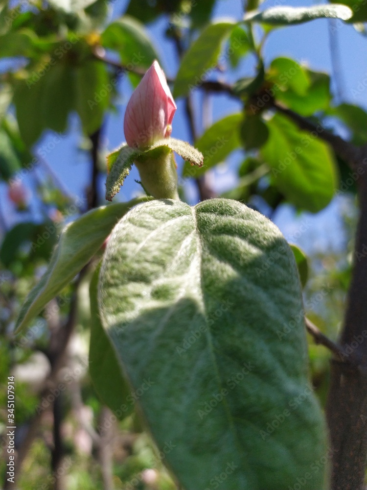 Beautiful pink button of flower of the quince on a green branch. Beautiful pink button of flower of the quince on a green branch.