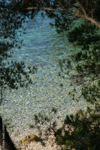 Photo of a beach with clear sea taken through pines branches