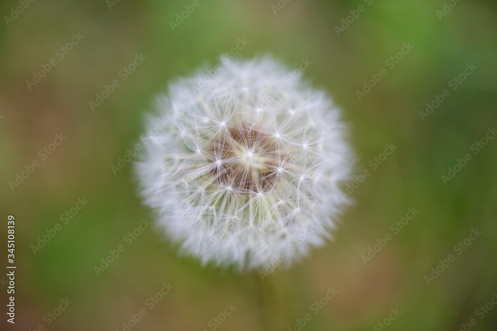 A white dandelion on a meadow with green blurry background