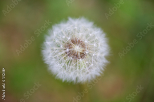 A white dandelion on a meadow with green blurry background
