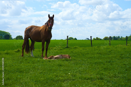 Foal with beautiful mare on the meadow on a sunny and rainy day