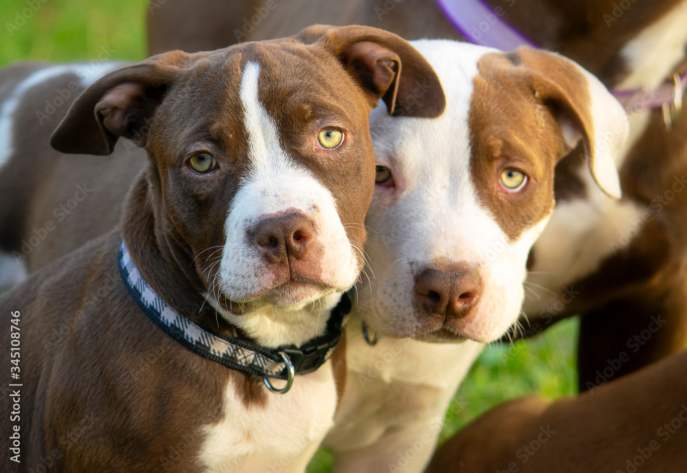 Two cute miniature american bulldog puppies portrait