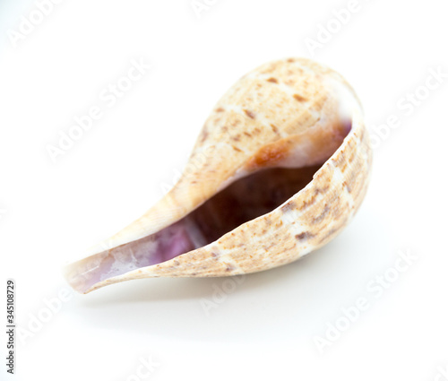 Shell upside down on white background