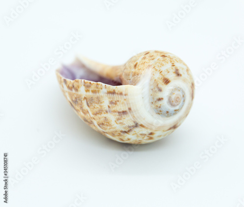 Shell upside down on white background