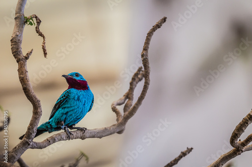 Spangled cotinga (Cotinga cayana) photo