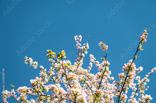 Blühende Bäume im Frühling bei klarem und blauen Himmel