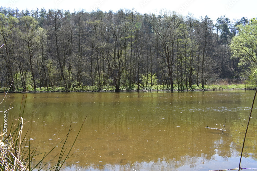 Obraz premium Park, Wald, Bäume, Blumen, See, Frühling