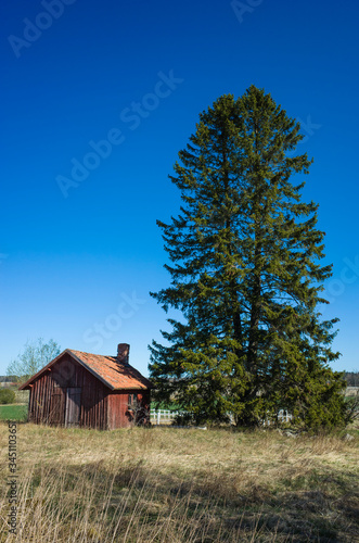 Old traditional swedish red wooden house next to tall spruce tree in countryside near Vasteras, Sweden
