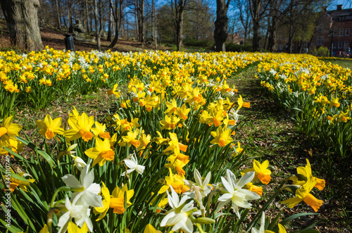 Fototapeta Naklejka Na Ścianę i Meble -  Beautiful daffodil flowers in spring with blurred background in Djakneberget park in Vasteras, Sweden
