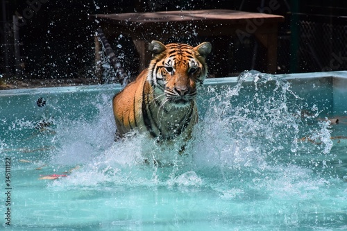 tiger swimming in water